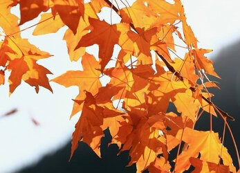 河北廚師培訓學校：十月份養生注意事項