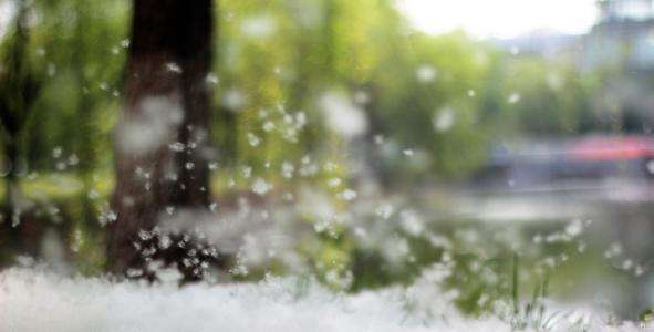 中西式面點中專班：飛絮時期，春敏高發 小心“吃不對”給皮膚雪