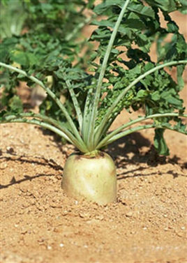 2-200201130555U2.jpg 2-200201130555U2.jpg